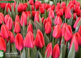 Tulipa Superhero ® (2)